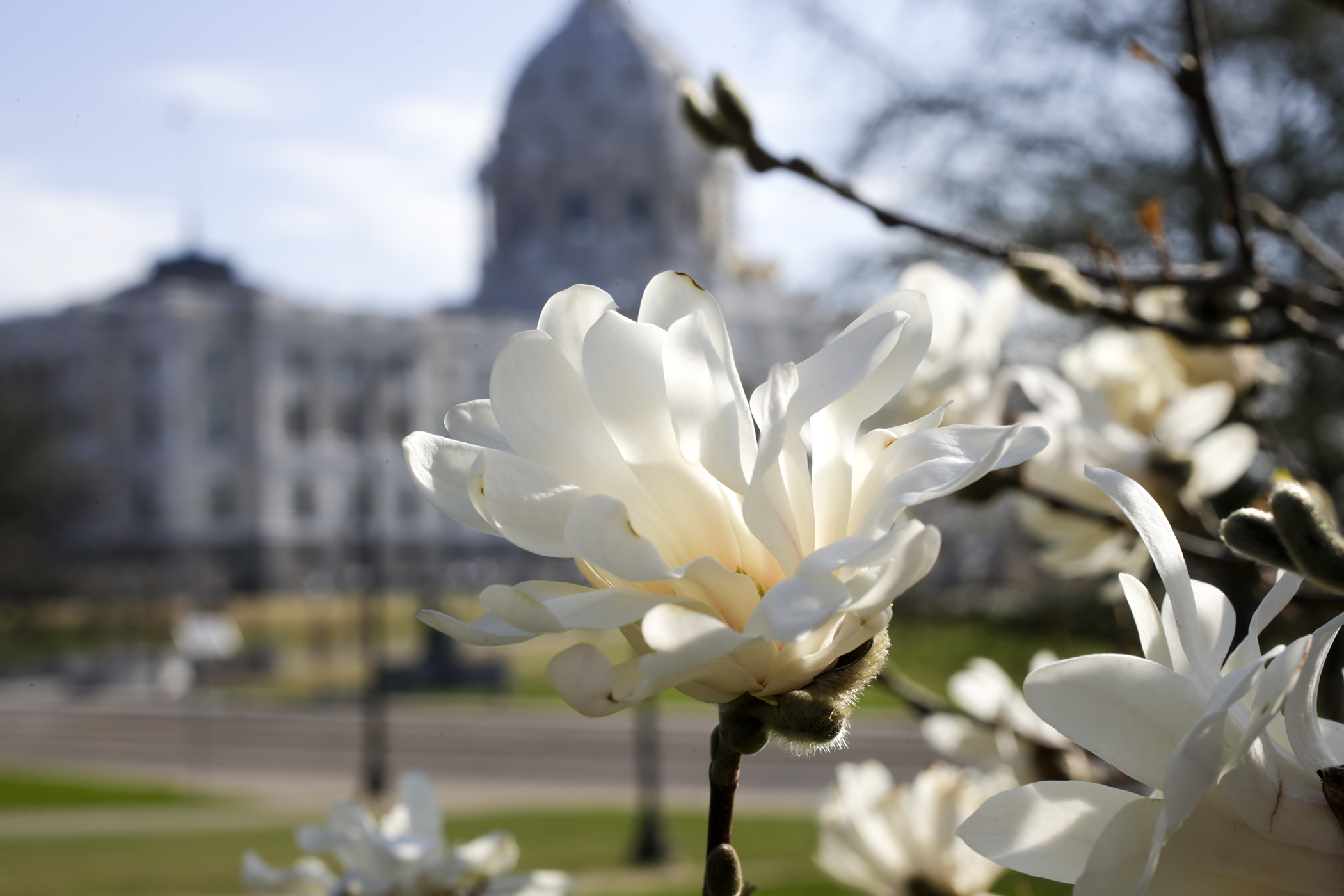 The Capitol is silhouetted behind a magnolia bloom May 3. Photo by Paul Battaglia