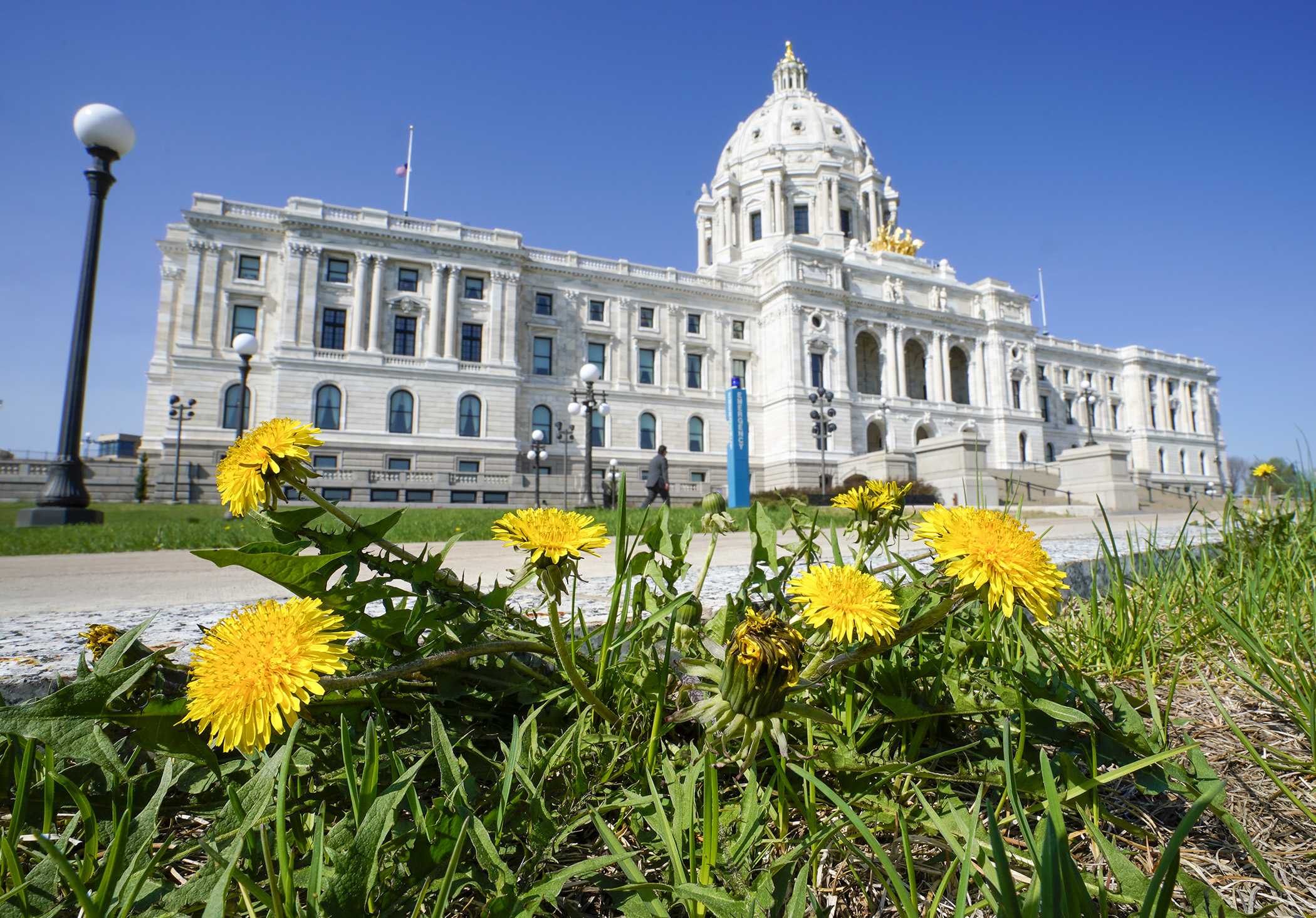 Dandelions spring up on the Capitol Mall, a sure sign of warmer weather May 12. (Photo by Paul Battaglia)