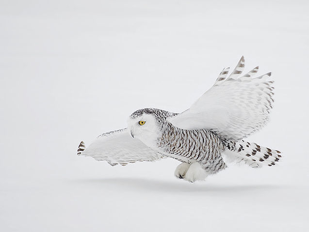 A snowy owl in flight. (Photo by NaturesPhotoAdventures, via Wikimedia Commons)
