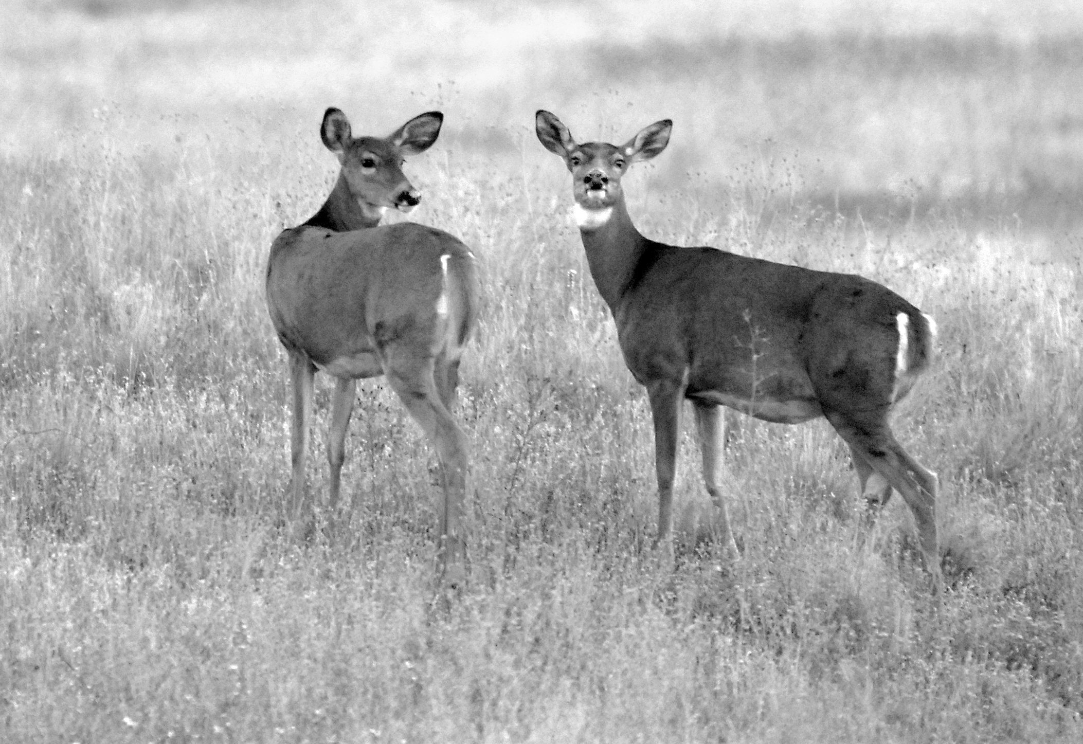 State officials hope hunters again do their part to keep the state’s wild deer population free from chronic wasting disease. (House Photography file photo)