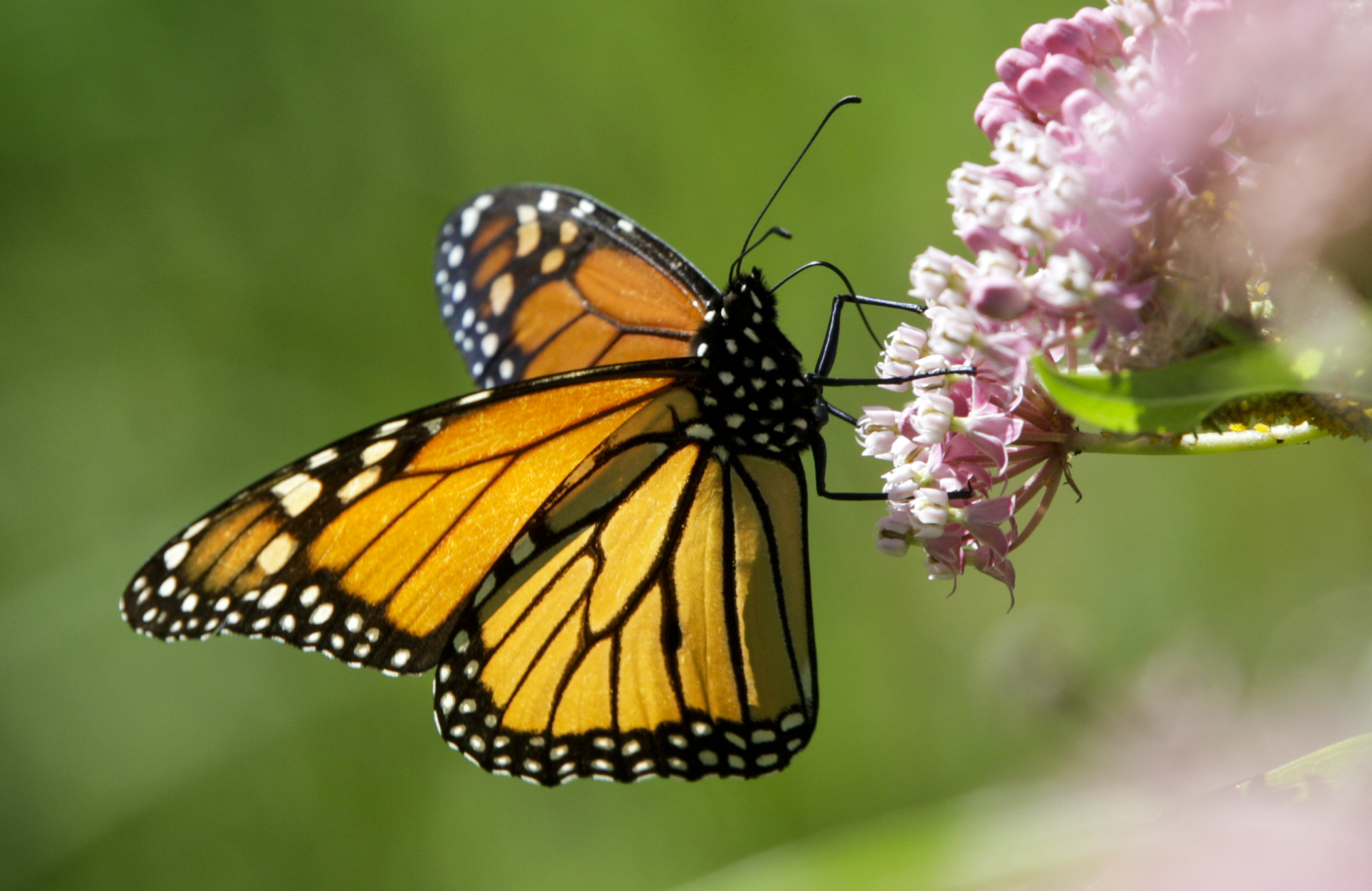 HF498 would require MnDOT seek guidance on native vegetation, avoid the use of insecticides lethal to pollinators, and protect nesting birds, pollinators and other wildlife in its management of roadside ditches. (House Photography file photo)